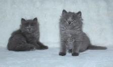 Only 2 Left! LONGHAIRED KITTENS! - Photo 2