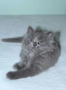 Only 2 Left! LONGHAIRED KITTENS! - Photo 3