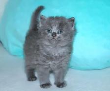 Only 2 Left! LONGHAIRED KITTENS! - Photo 4