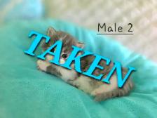 Only 2 Left! LONGHAIRED KITTENS! - Photo 6