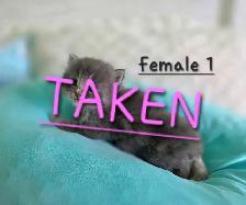 Only 2 Left! LONGHAIRED KITTENS! - Photo 7