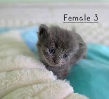 Only 2 Left! LONGHAIRED KITTENS! - Photo 9