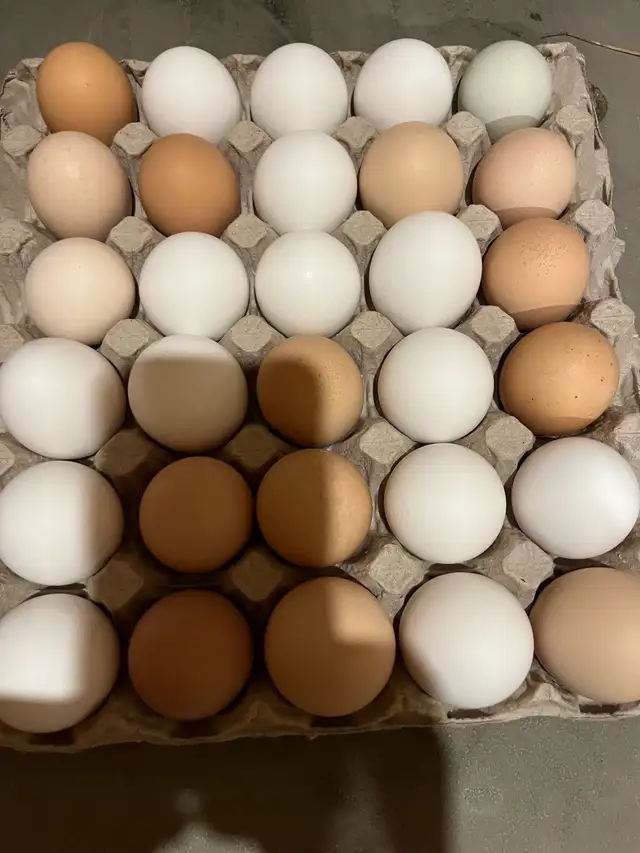 fresh farm eggs