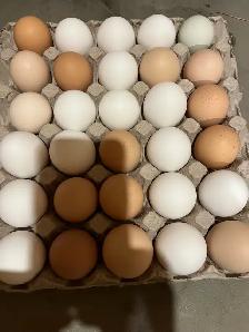 fresh farm eggs