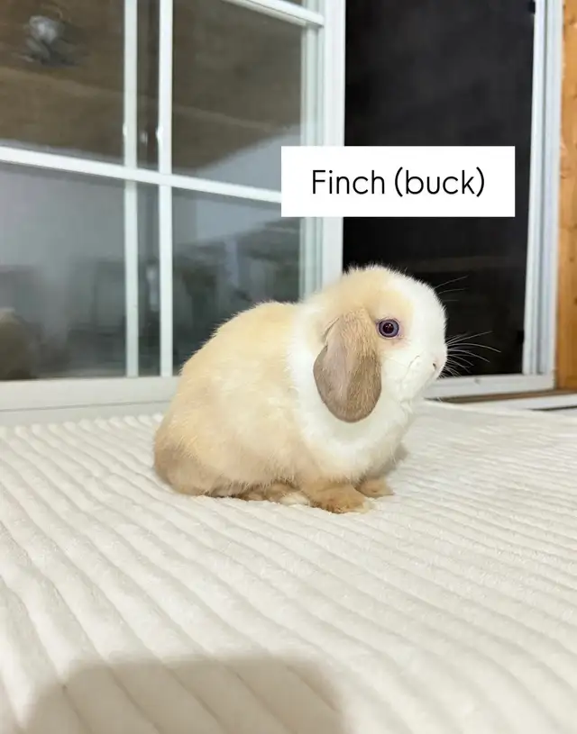 sweet holland lop baby bunnies