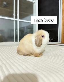 sweet holland lop baby bunnies