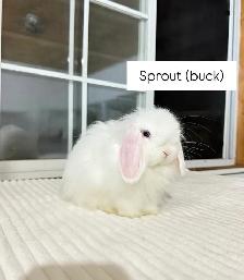 sweet holland lop baby bunnies - Photo 4