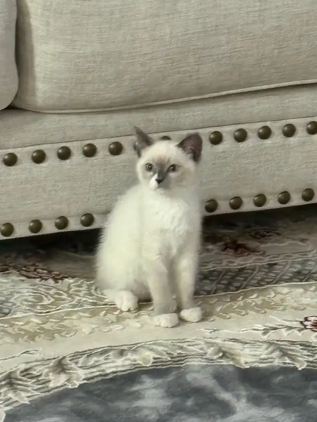 Adorable Blue Mitten Point Ragdoll Kitten For Sale