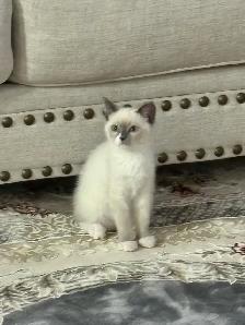 Adorable Blue Mitten Point Ragdoll Kitten For Sale