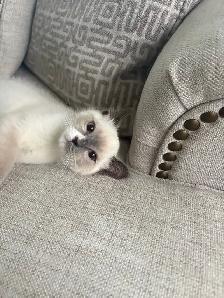 Adorable Blue Mitten Point Ragdoll Kitten For Sale - Photo 2