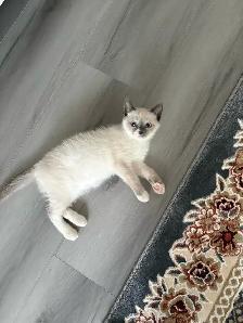 Adorable Blue Mitten Point Ragdoll Kitten For Sale - Photo 3