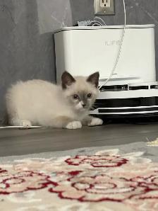 Adorable Blue Mitten Point Ragdoll Kitten For Sale - Photo 4
