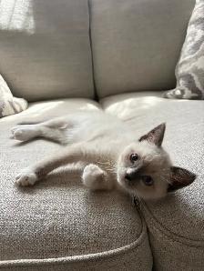Adorable Blue Mitten Point Ragdoll Kitten For Sale - Photo 5