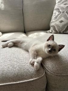 Adorable Blue Mitten Point Ragdoll Kitten For Sale - Photo 6