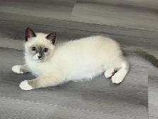 Adorable Blue Mitten Point Ragdoll Kitten For Sale - Photo 7