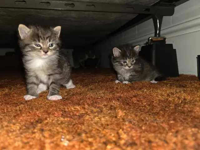 5 Adorable Indoor Baby Kittens for Sale -Ready starting July 4th