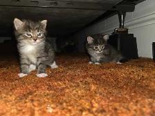 5 Adorable Indoor Baby Kittens for Sale -Ready starting July 4th