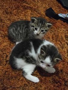 5 Adorable Indoor Baby Kittens for Sale -Ready starting July 4th - Photo 2