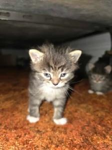 5 Adorable Indoor Baby Kittens for Sale -Ready starting July 4th - Photo 3