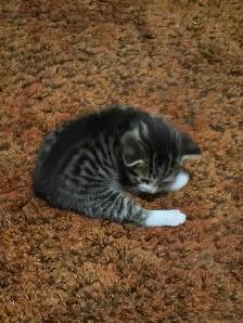 5 Adorable Indoor Baby Kittens for Sale -Ready starting July 4th - Photo 4