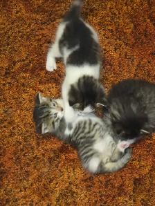 5 Adorable Indoor Baby Kittens for Sale -Ready starting July 4th - Photo 5