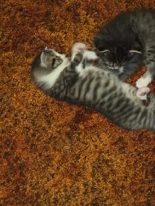 5 Adorable Indoor Baby Kittens for Sale -Ready starting July 4th - Photo 6