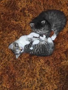 5 Adorable Indoor Baby Kittens for Sale -Ready starting July 4th - Photo 7