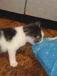 5 Adorable Indoor Baby Kittens for Sale -Ready starting July 4th - Photo 8