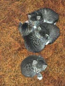 5 Adorable Indoor Baby Kittens for Sale -Ready starting July 4th - Photo 9