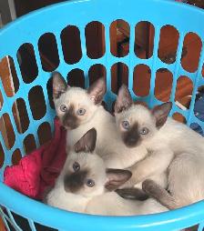 Chatons siamois / Siamese kitten
