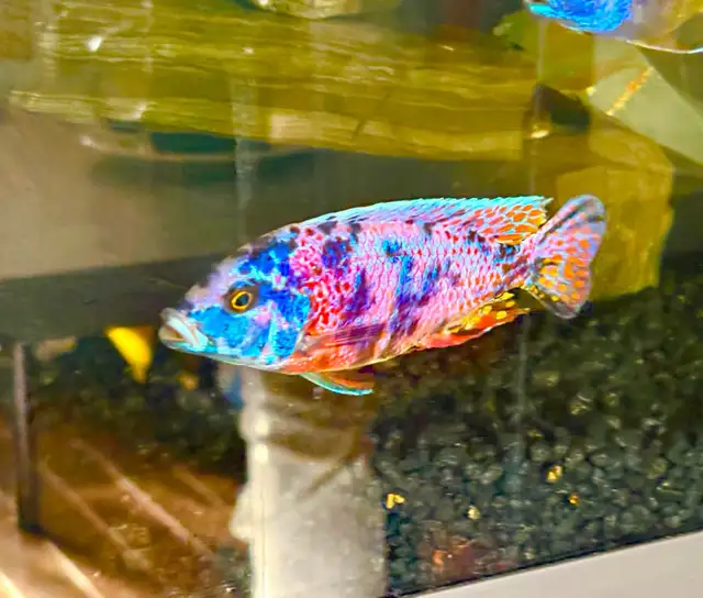 Peacock Cichlid