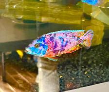 Peacock Cichlid