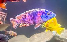 Peacock Cichlid - Photo 2
