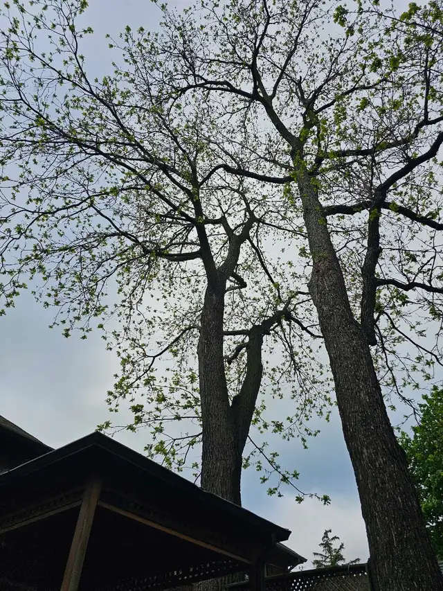 Free wood - silver maple 19 Treadgold Crescent, toronto
