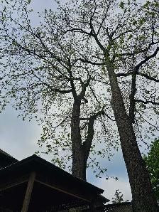 Free wood - silver maple 19 Treadgold Crescent, toronto