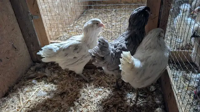 Americana pullets