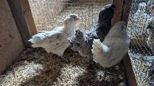 Americana pullets