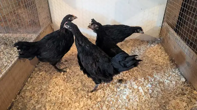 copper Maran pullets