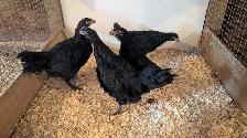 copper Maran pullets