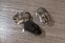Dwarf Hamster Babies (friendly & social) - Photo 4