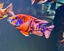 Red Ob Peacock Cichlid