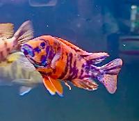 Red Ob Peacock Cichlid - Photo 2