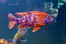Red Ob Peacock Cichlid - Photo 3