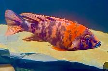 Red Ob Peacock Cichlid - Photo 4