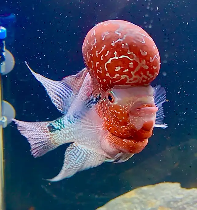 Super Red Dragon Flowerhorn Cichlid