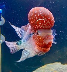 Super Red Dragon Flowerhorn Cichlid