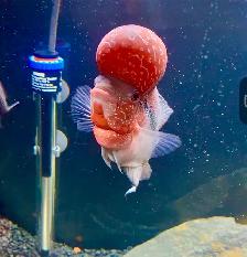 Super Red Dragon Flowerhorn Cichlid - Photo 2