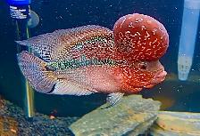 Super Red Dragon Flowerhorn Cichlid - Photo 3