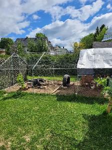 enclos à poules