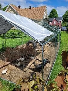 enclos à poules - Photo 2